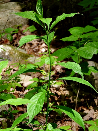 {Cubelium concolor}